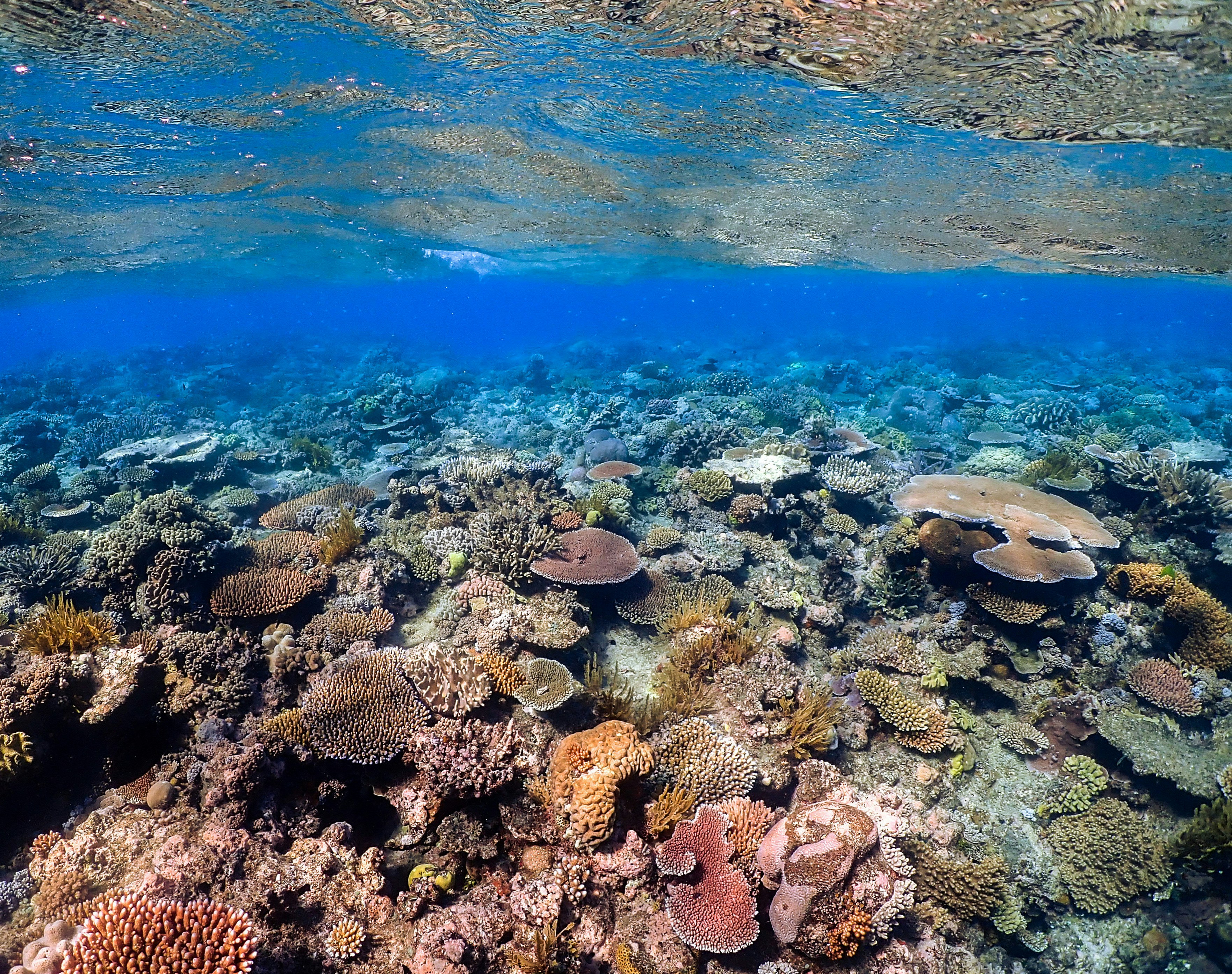 A shallow coral reef that appears vibrant and healthy.